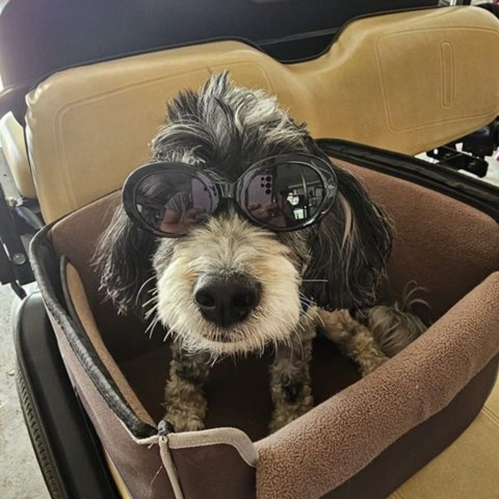 Meet your Posher, Laura